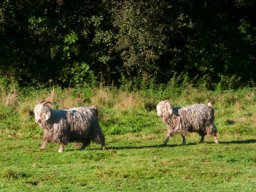 IMGP3638-Mohair-faar